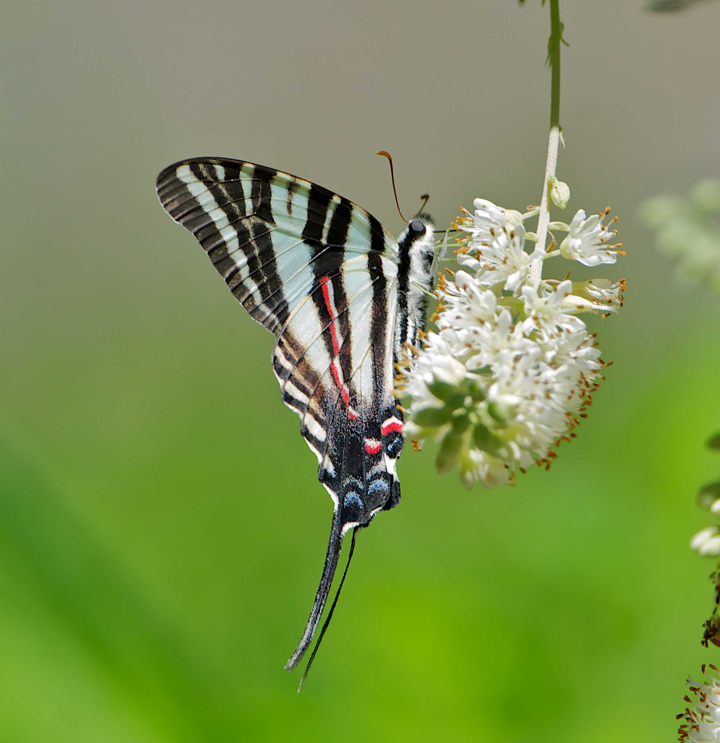 Zebra Swallowtail butterfly on a white flower